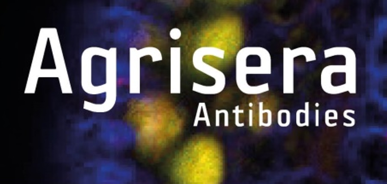 Agrisera植物細(xì)胞壁相關(guān)抗體，開(kāi)學(xué)季促銷(xiāo)啦！